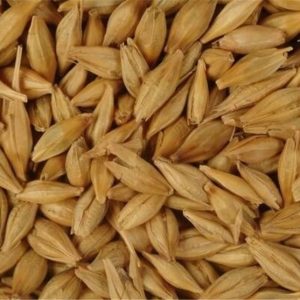 russian barley