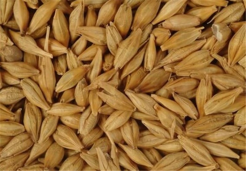Russian barley